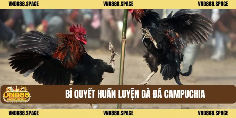 Gà Đá Campuchia - Top Những Bí Quyết Hay Chơi Thắng Lớn 3 Bí quyết huấn luyện Gà đá Campuchia