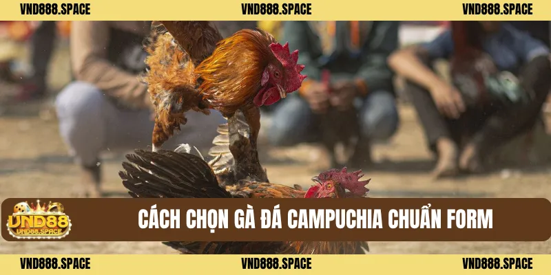 Gà Đá Campuchia - Top Những Bí Quyết Hay Chơi Thắng Lớn 2 Cách chọn Gà đá Campuchia chuẩn form