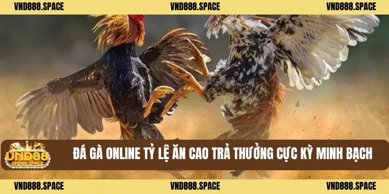 Đá gà online tỷ lệ ăn cao trả thưởng cực kỳ minh bạch