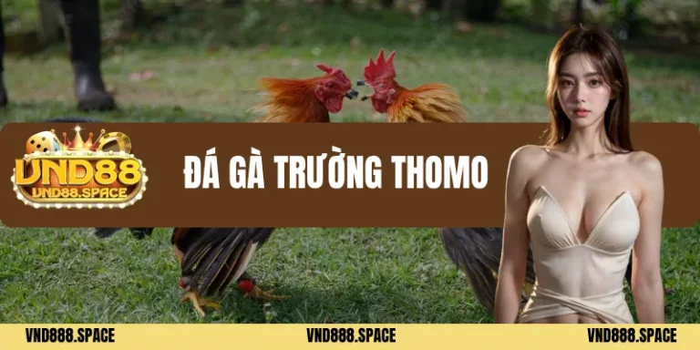 Đá gà trường thomo