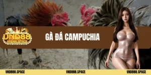 Gà đá Campuchia