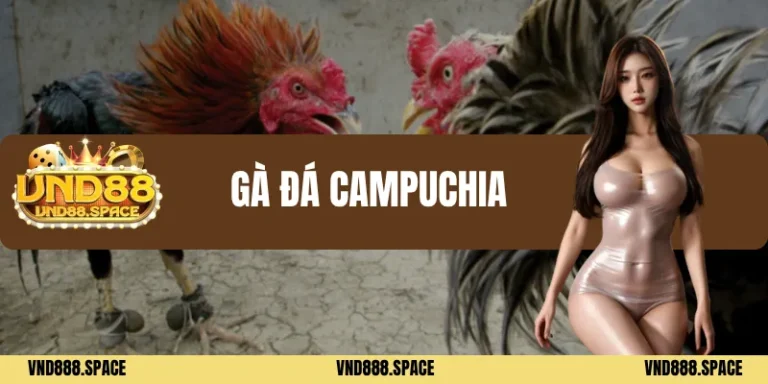 Gà đá Campuchia
