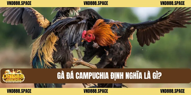 Gà Đá Campuchia - Top Những Bí Quyết Hay Chơi Thắng Lớn 1 Gà đá Campuchia định nghĩa là gì?