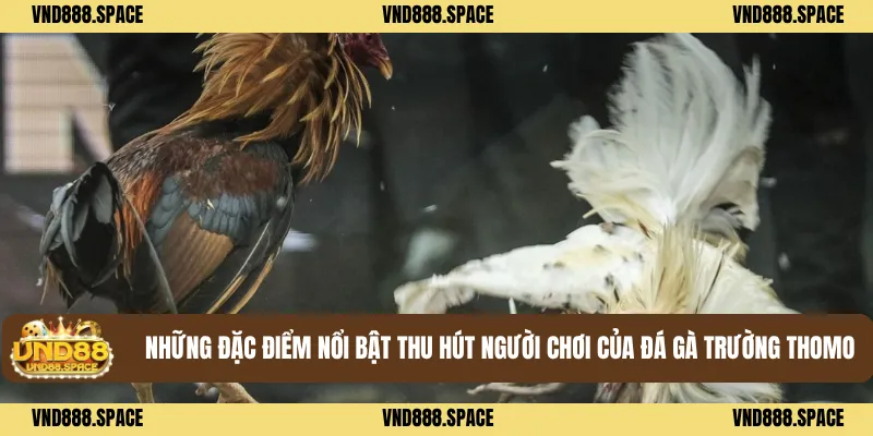 Đá Gà Trường Thomo - Chuẩn Trường Đấu Quốc Tế, Đầy Kịch Tính 3 Những đặc điểm nổi bật thu hút người chơi của Đá gà trường thomo