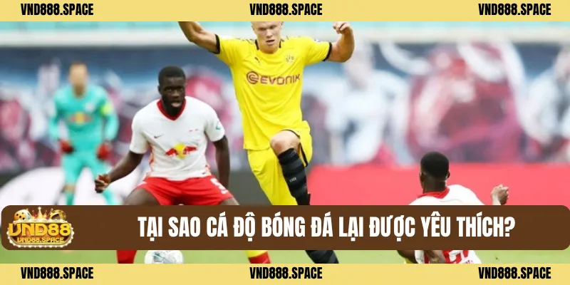 Tại sao Cá độ bóng đá lại được yêu thích?