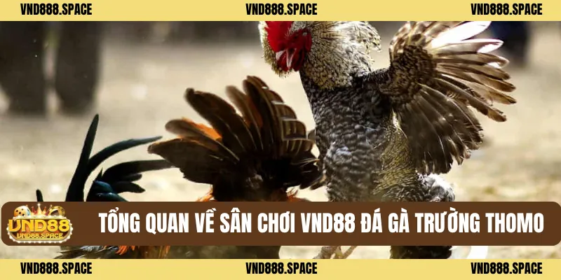 Đá Gà Trường Thomo - Chuẩn Trường Đấu Quốc Tế, Đầy Kịch Tính 1 Tổng quan về sân chơi VND88 Đá gà trường thomo