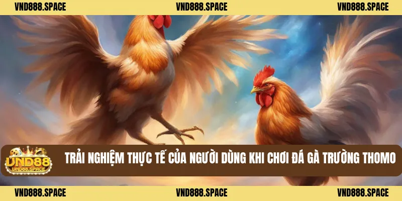 Đá Gà Trường Thomo - Chuẩn Trường Đấu Quốc Tế, Đầy Kịch Tính 2 Trải nghiệm thực tế của người dùng khi chơi Đá gà trường thomo