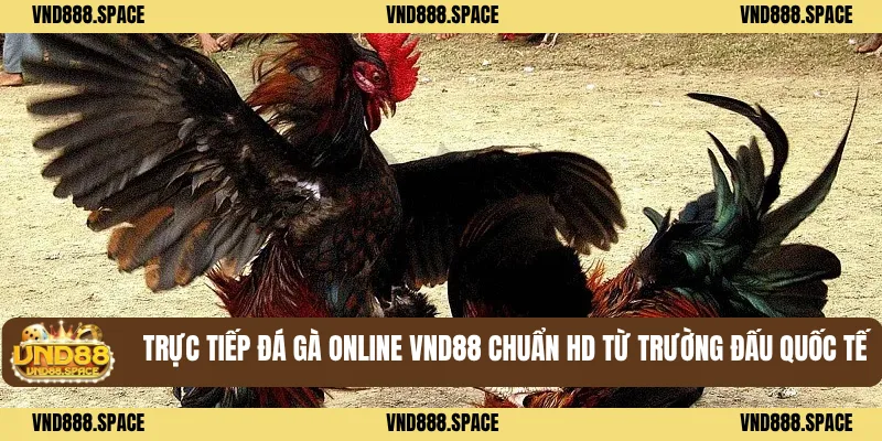 Trực tiếp Đá gà online VND88 chuẩn HD từ trường đấu quốc tế